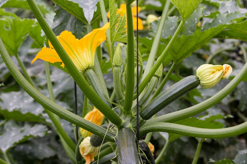 Come coltivare la zucchina nell'orto La guida completa